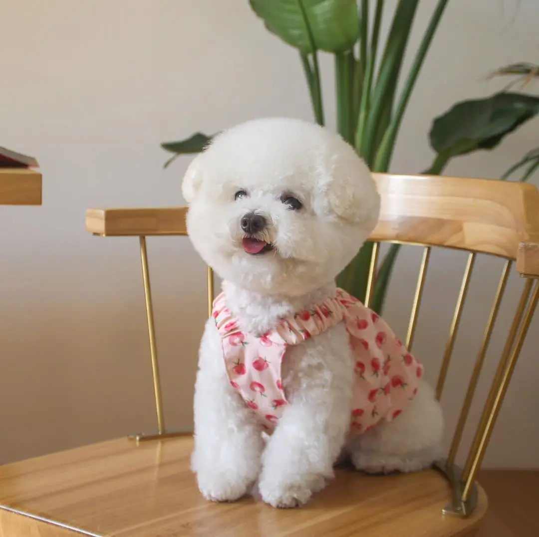 

Cute Peach Bubble Skirt Dog Skirt Sling Elastic Short Pet Clothes Summer Pet Clothes Autumn Cat Clothes Girl Dog Shirts