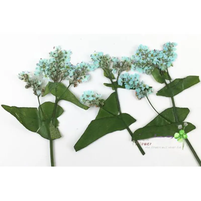 8 шт. реальные фотоцветы цветочные растения цветная трава для сделай сам