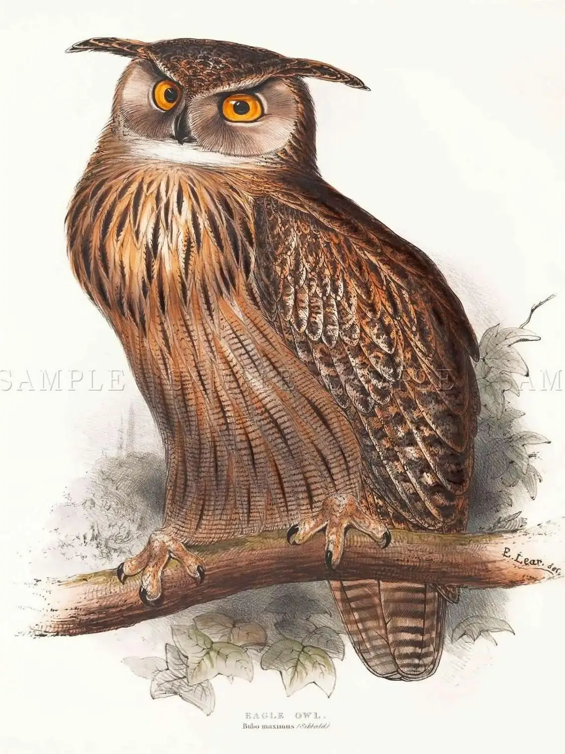 Картина с птицами GOULD LEAR Орел Сова Художественная печать Шелковый плакат