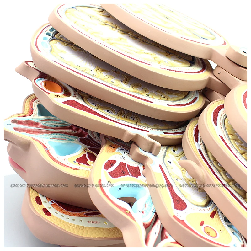 12398/горизонтальной резки модель анатомирования для головы и CTMRI мозга мозг