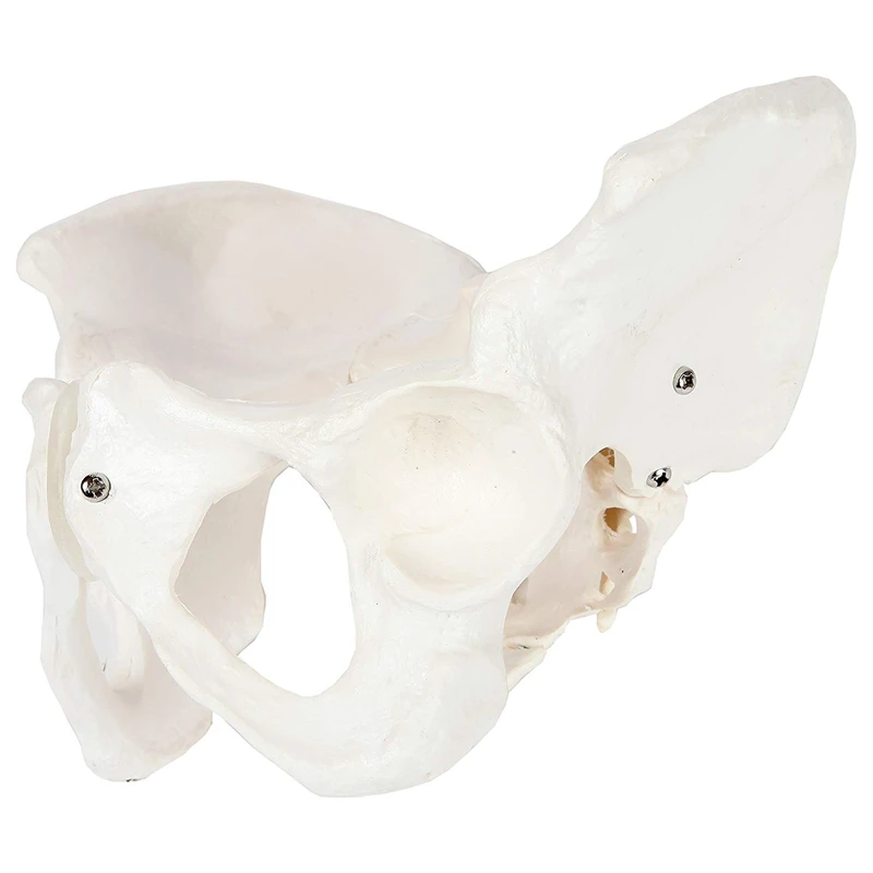 Female Anatomy Pelvis Pelvic Skeleton Throat Anatomical Skull Sculpture Head Body Model |