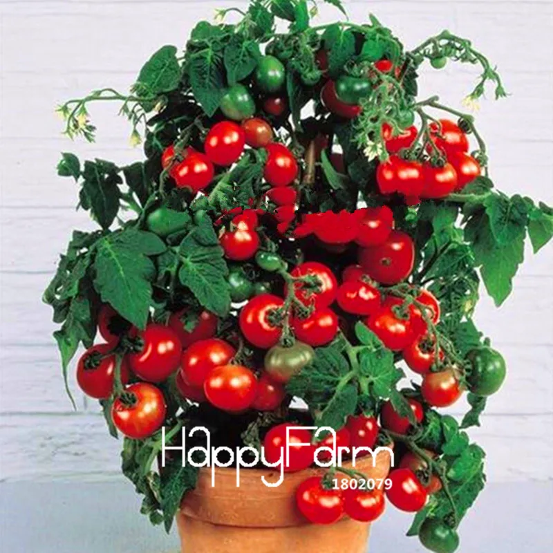 New Fresh 20 Pcs/Lot Rainbow Tomato Plants, bonsai organic vegetable& fruit Plantas,potted plant for home&garden