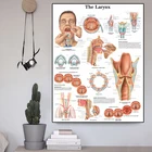 Анатомическая диаграмма, схема ларинкса, плакат, печать на холсте, картины на стену для гостиной, медицинское образование, офис, домашний декор
