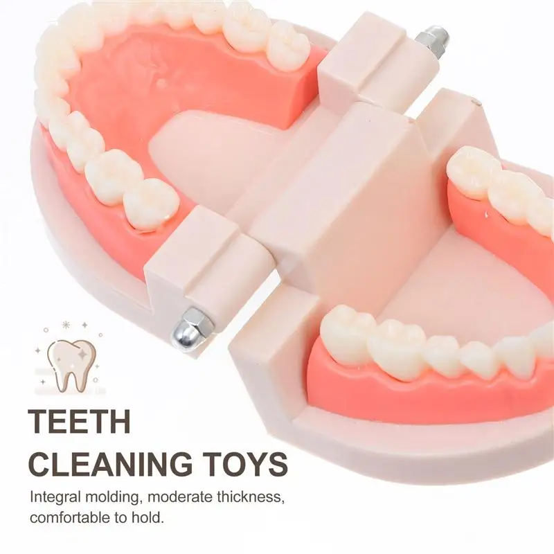 

1 Set of Children Early Education Brushing Teeth Toy Cognitive Teeth Model