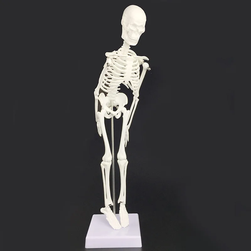 

45 см анатомическая Анатомия человеческой потенции помощь в обучении анатомии человеческой скелетной модели
