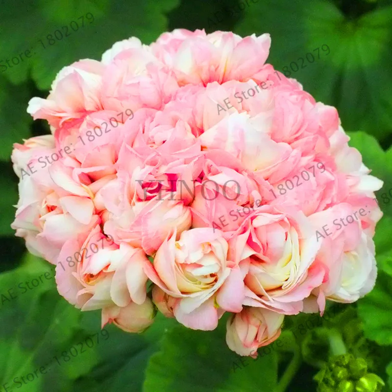 1 Свежий 10 шт./пакет Редкие герани растения Appleblossom Rosebud Pelargonium многолетние цветник выносливое растение бонсай - Цвет: 1