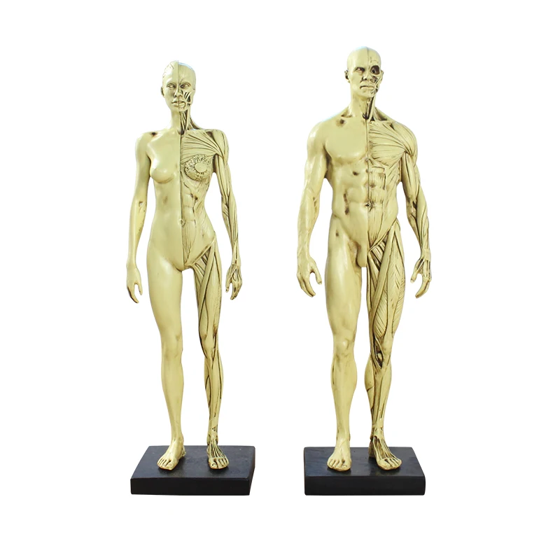 Нордическая медицинская модель человеческой мускулоскутной анатомической