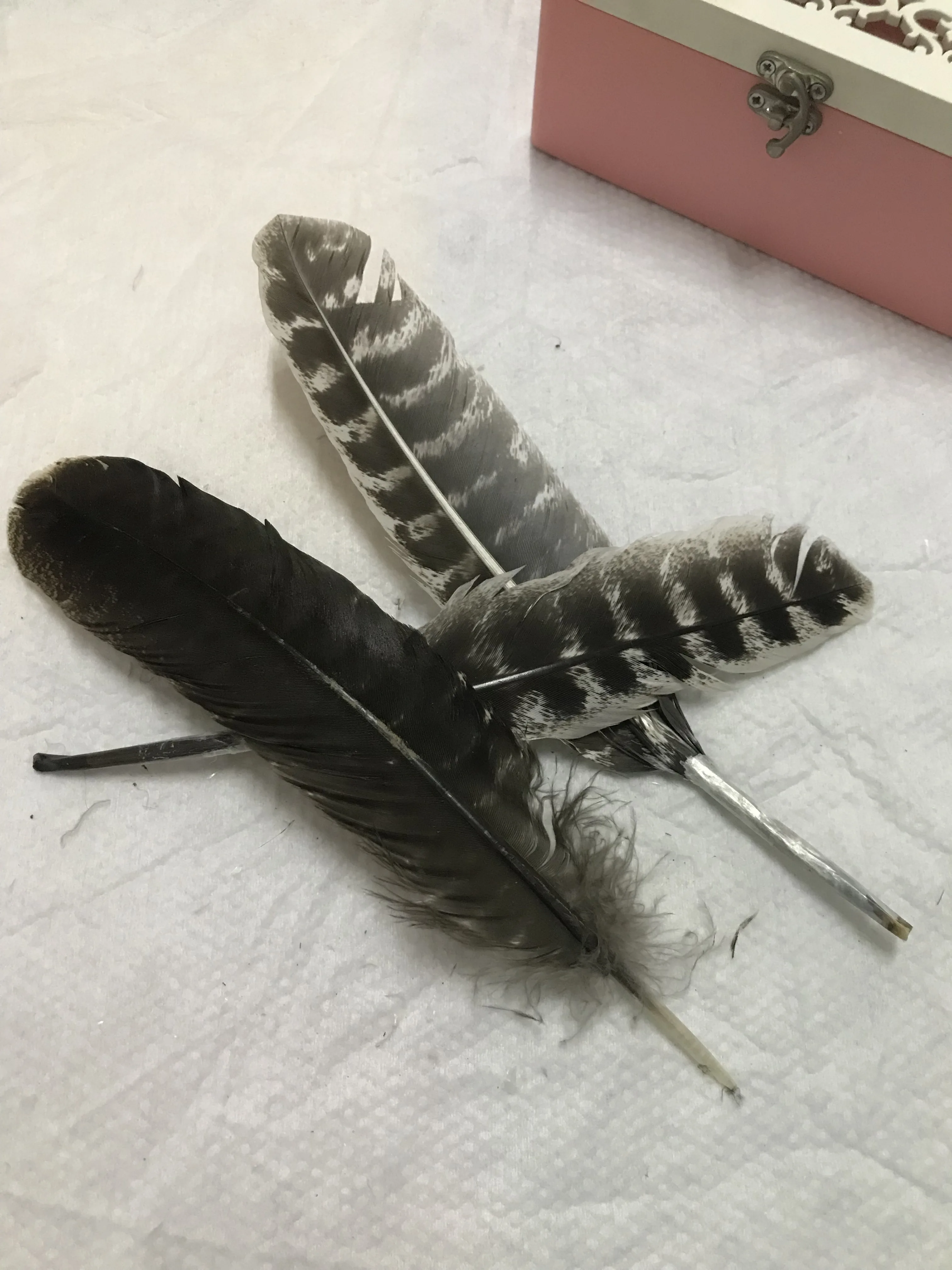 Оптовая продажа 50 шт. натуральные турецкие перья Редкие Дикие фазана для