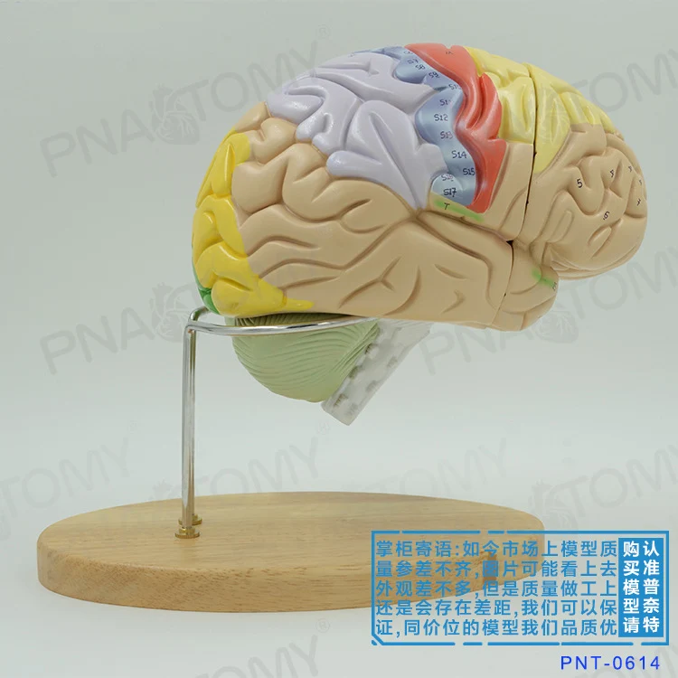 

Brain Anatomical Model