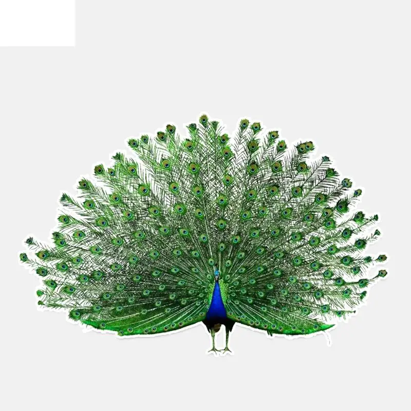 

RuleMyLife 16.7*11CM Coolest Birds Colored Peacock Decor Car Sticker Graphic Personalized Accessories 11A0005