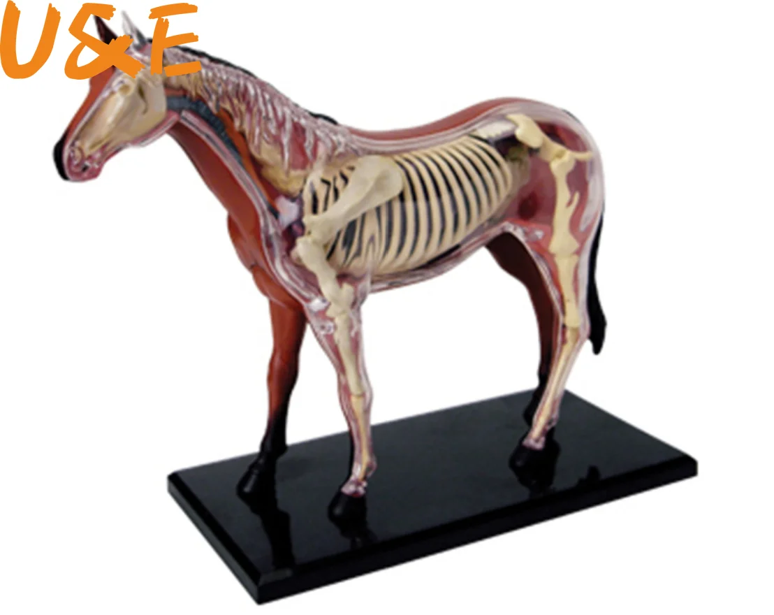 Assembled Horse Anatomy Model Medical Anatomic Animal Model Puzzels for Children Skeleton Educational Science Toys  31 Parts