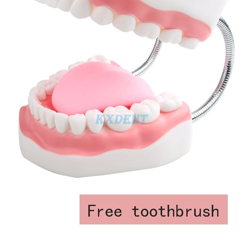 1 шт. зубная модель для взрослых 6 раз