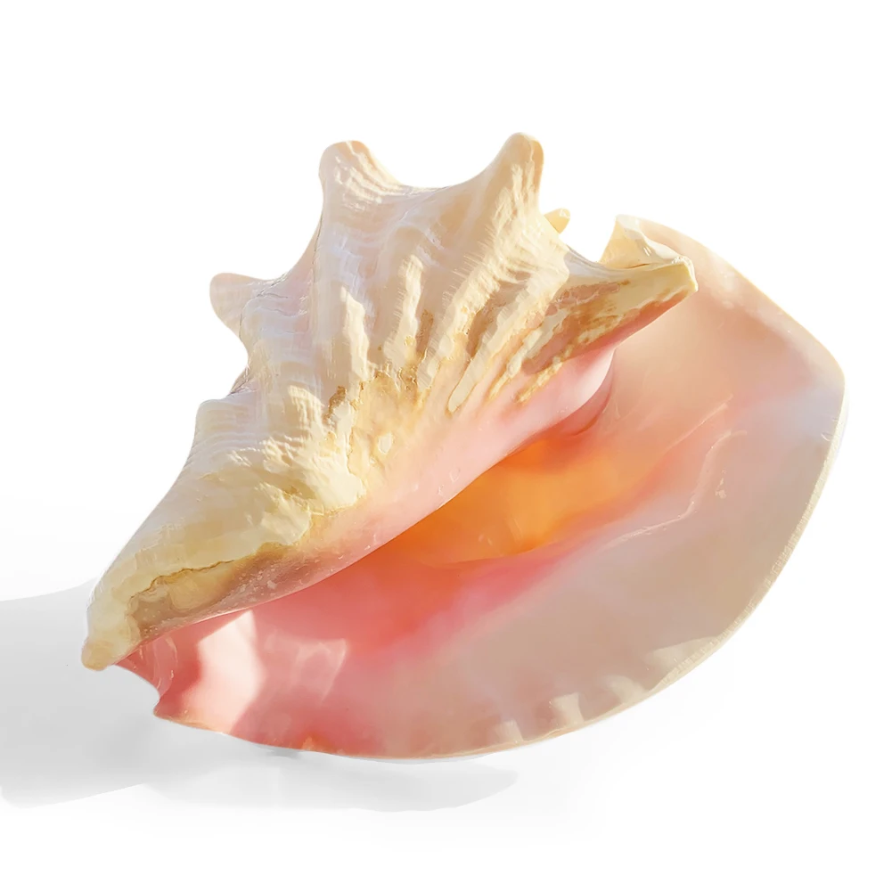 

Большой натуральный Королевский/розовый раковины Lobatus Gigas ракушки для аквариума Ландшафтный орнамент ремесла образец «сделай сам» декор дл...