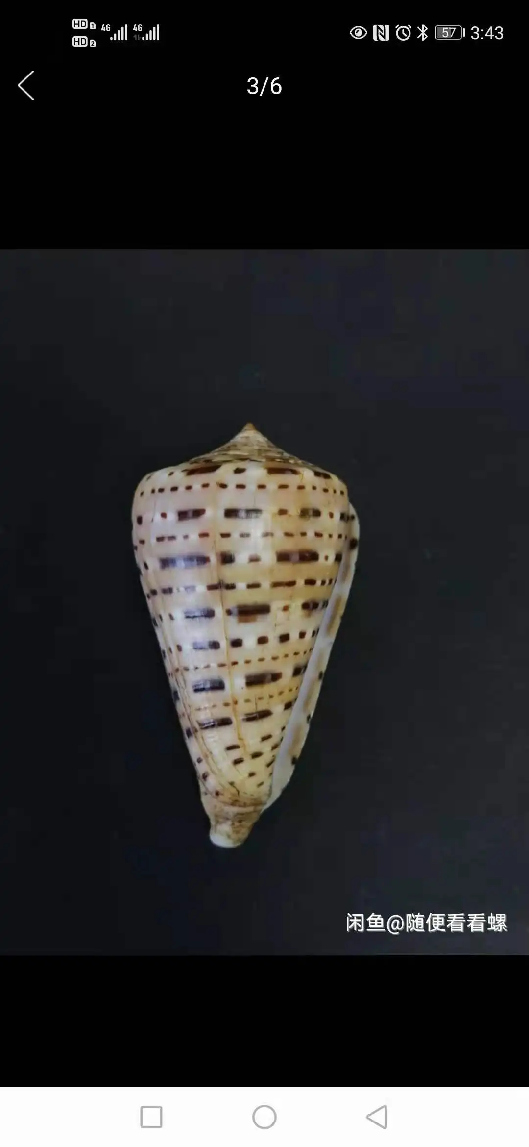 

5.41cm Medal Conch Rare Conch Collection