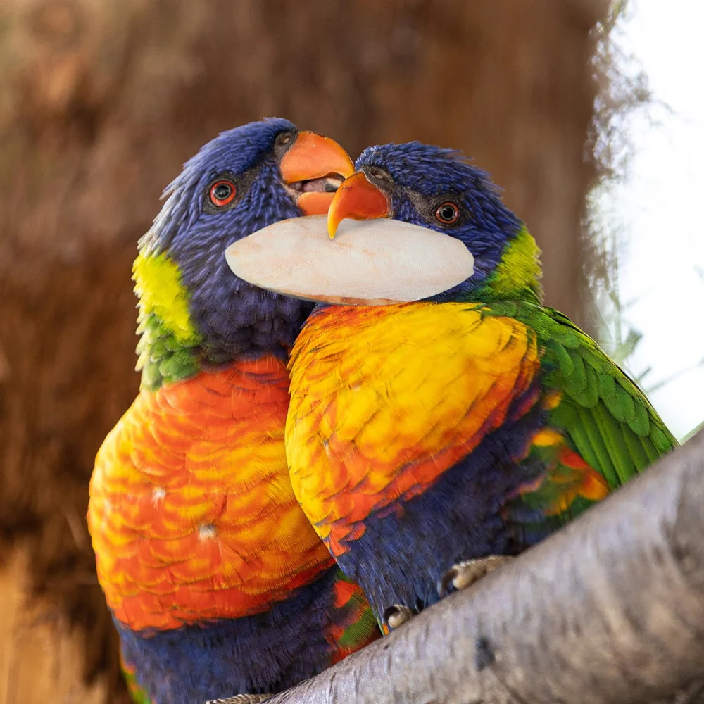 

10 Pcs Parrot Desalting Cuttlebone Toys Practical Pet Training Chew Molar Toys