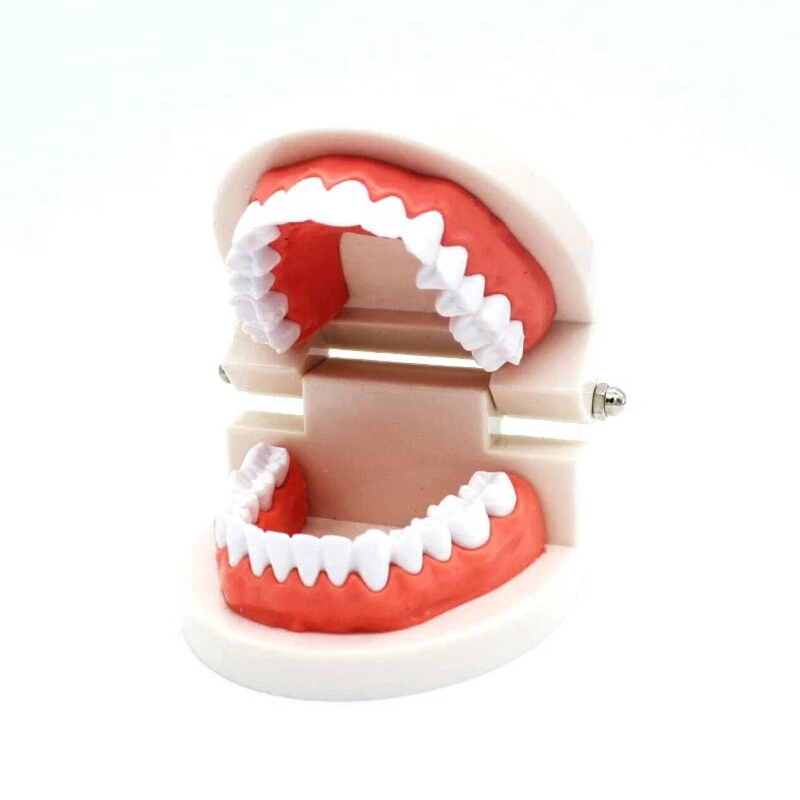 Dental Standard Teeth Teaching Model Kids Denture Tooth for Student White | Красота и здоровье