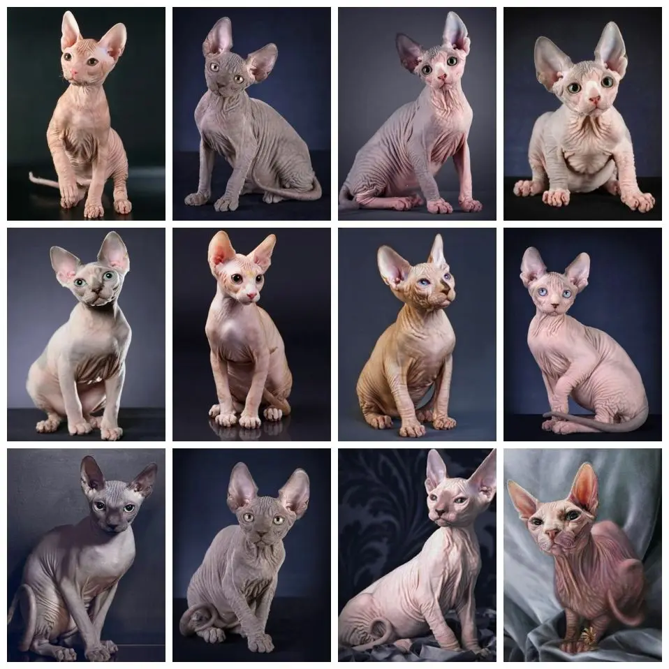 

Drawing Paint By Numbers on Canvas for Adults Cat Hairless Framed Acrylic Painting By Numbers Animal Diy Home Decor