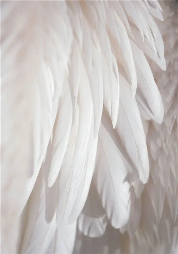 Крыло перо абстрактная картина домашний декор Скандинавская Картина на холсте