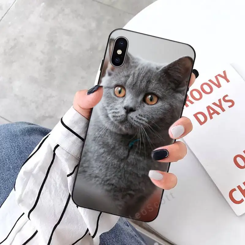 

British shorthair cat Phone Case for iPhone 11 12 mini pro XS MAX 8 7 6 6S Plus X 5S SE 2020 XR