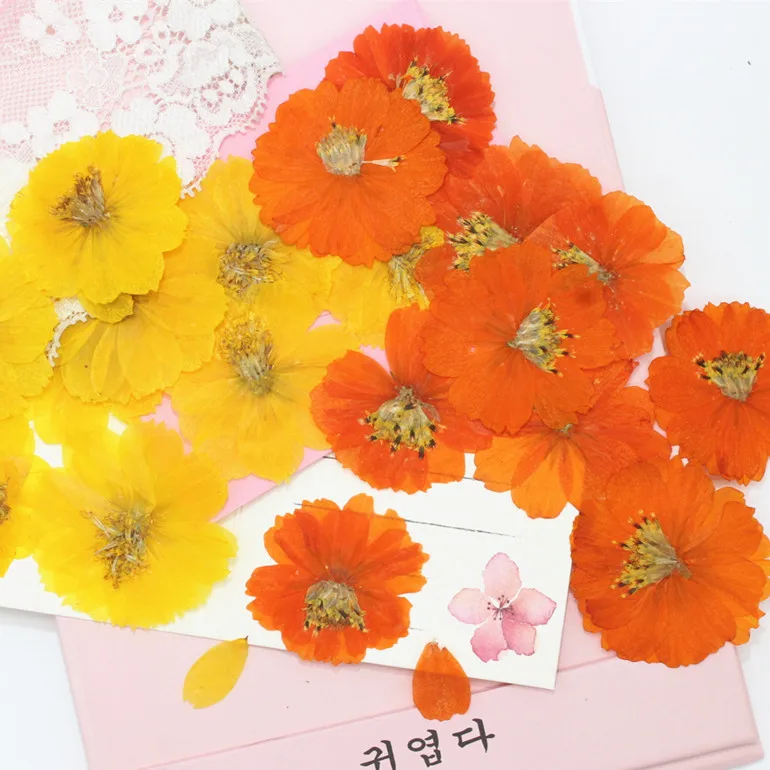 Маленький Космос натуральный сушеный цветок образец растения прессованный