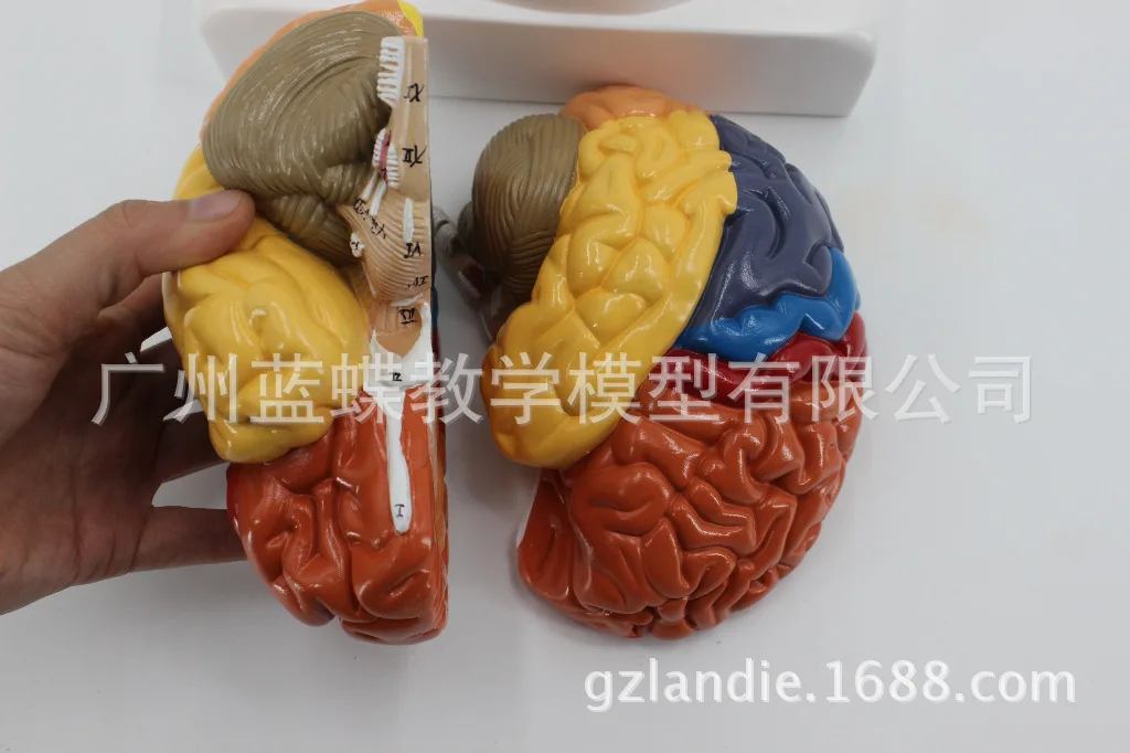 Модель человеческая в натуральную величину цветная 1:1 анатомическая модель