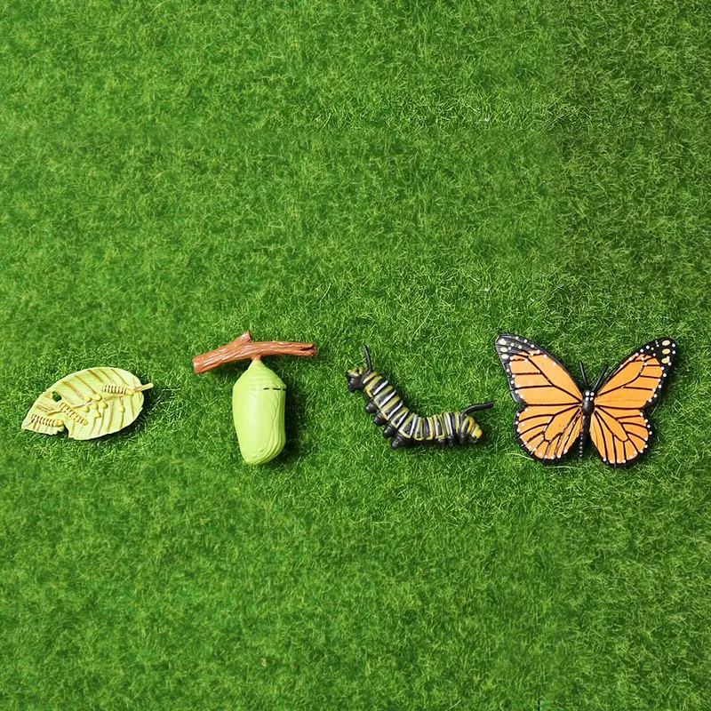 

Simulation Life Cycle Figurine of a Monarch Butterfly Growth Cycle Insect Animals Educational Biology Science Toy