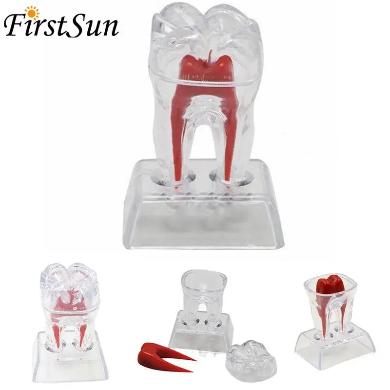 Большой Зуб Молярная Модель разделяемая обучающая демонстрационная модель