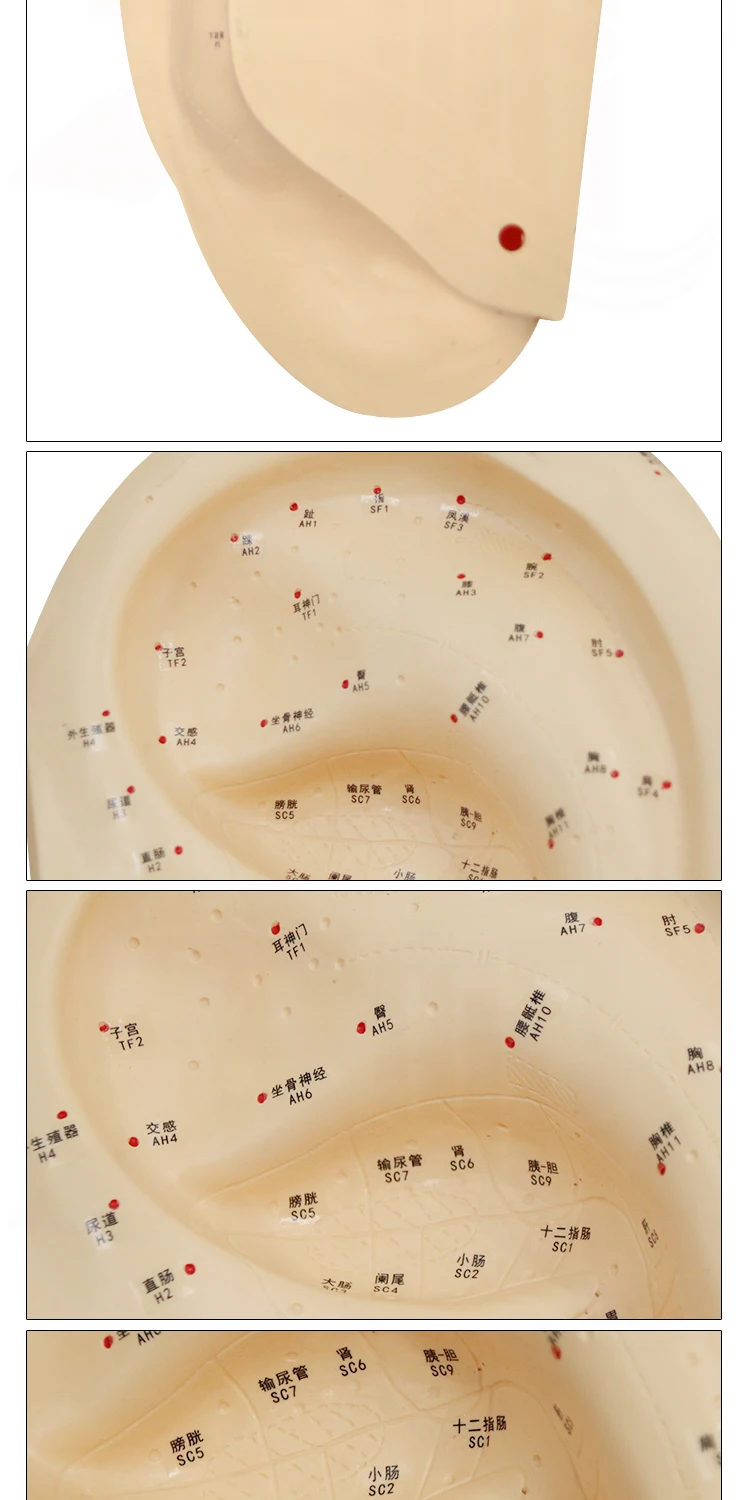 Модель ушной акупунктуры 40 см модель для рефлексотерапии с руководством на