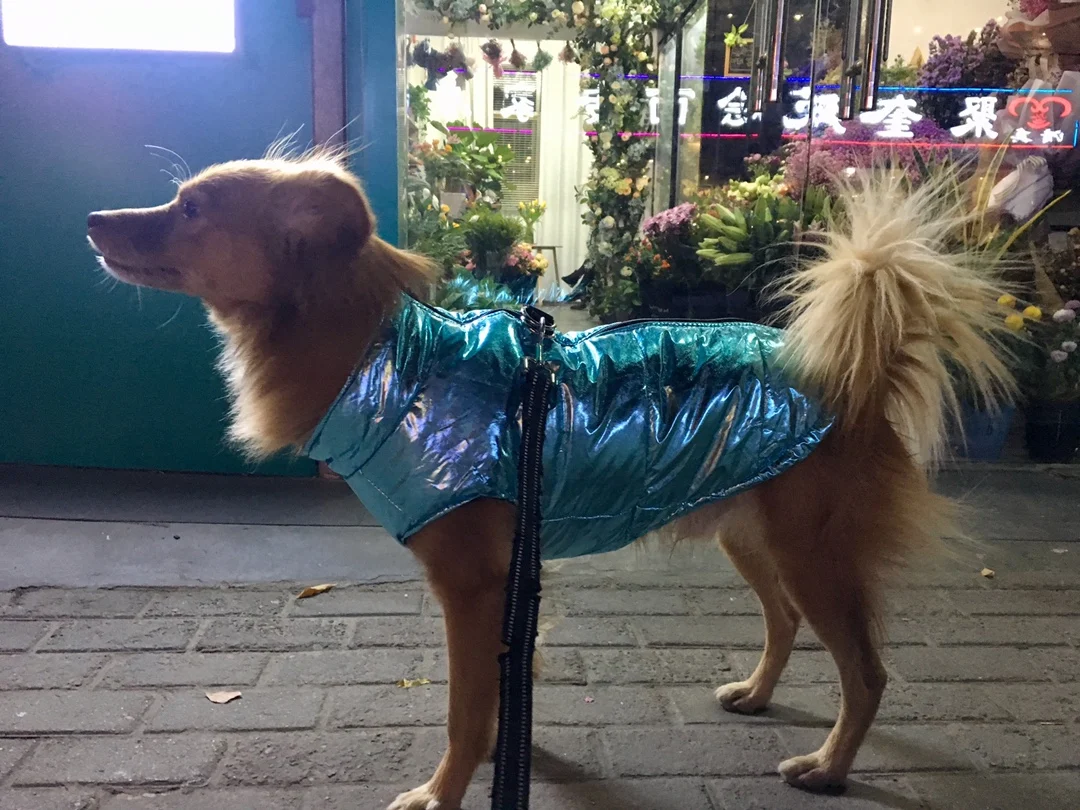 Одежда для собак чихуахуа одежда лабрадоров больших водонепроницаемая жилетка
