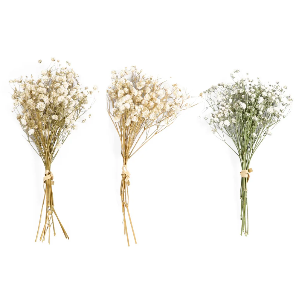 

Dried Flowers Flower Babysbreath Breath Bouquet Babys Branches Gypsophila Vase Natural Stems Dry Decor Permanent Artificial Baby