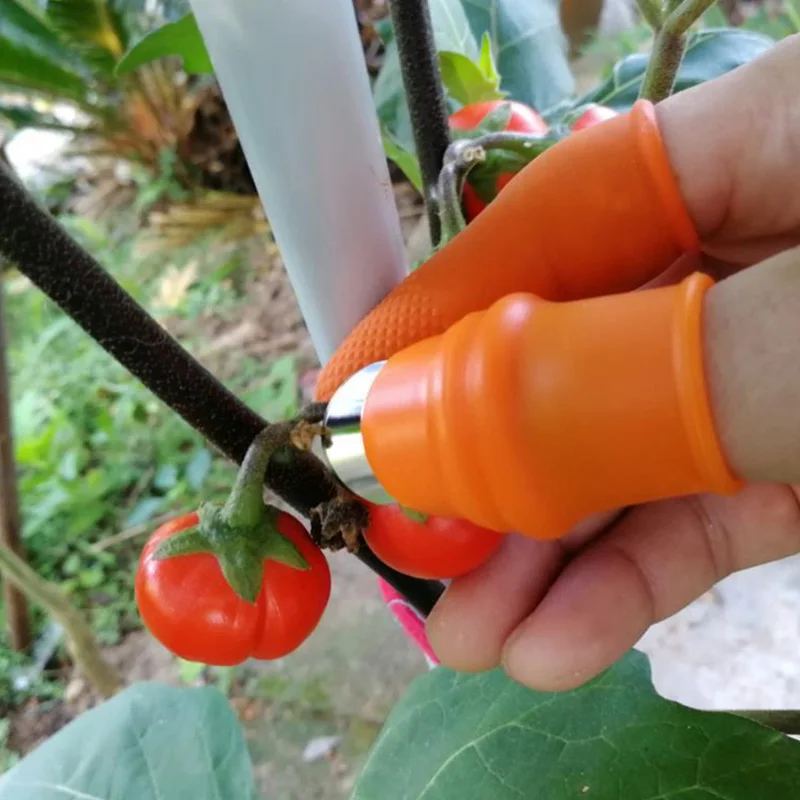 

Farm Groente Fruit Picker Augurk Peper Augurk Tip Picker Iron Nail Pick Druif Picker Voor Tuin Gereedschap
