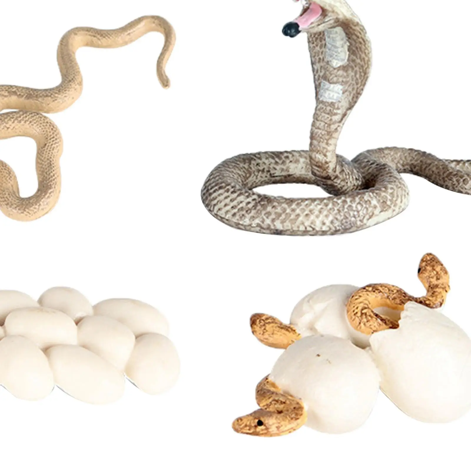 

Жизненный цикл, 4 шт. в наборе, фигурки для роста, дневника, Обучающие модели, Обучающие товары, игрушки