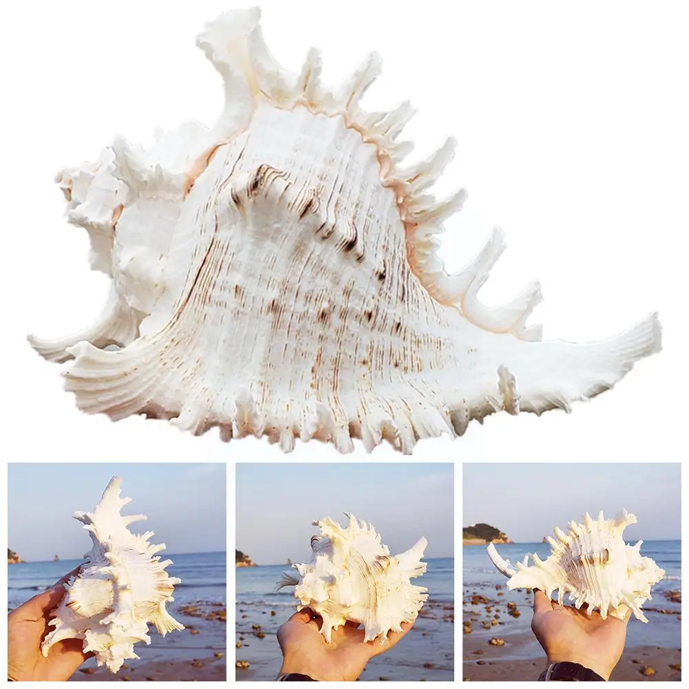 

Natural Large Conch Kirin Snail Thousands Of African Snail Gifts Hand Snail Collection Conch Coral Turban Natural Sea T5l5