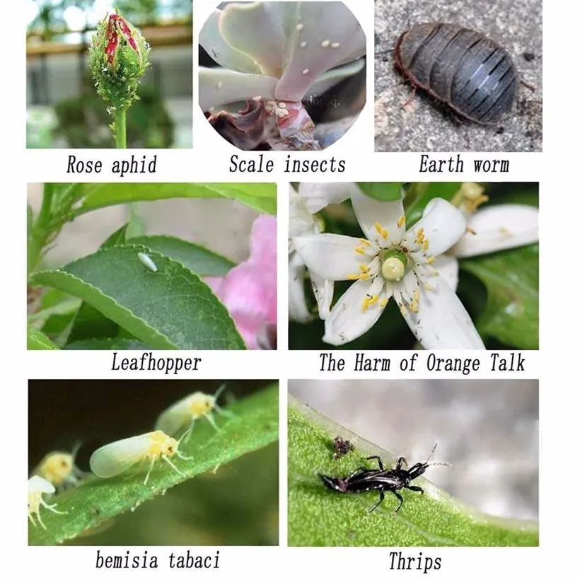 10 шт./лот эффективный химический инсектицид Антер цветы профилактика вредителей