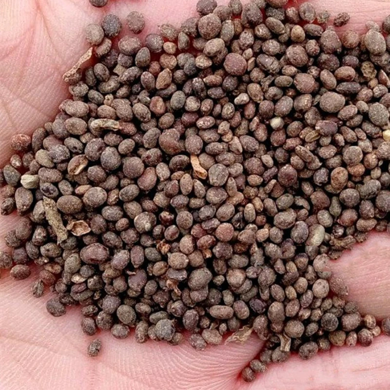 

100Pcs Rare Hoya Carnosa Ball Orchid Flower Seeds Nature Aromatic Exotic Orchid Ball Essence Moisturizing Lip Balm 1V2S