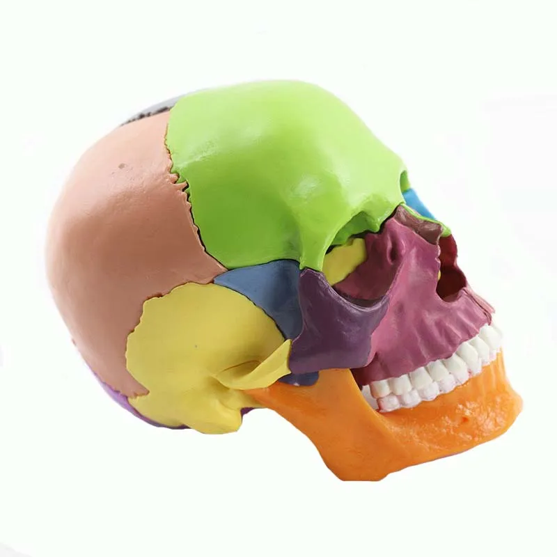 15 деталей 4D 1:2 в натуральную величину цвет сборки человеческий череп для изучения