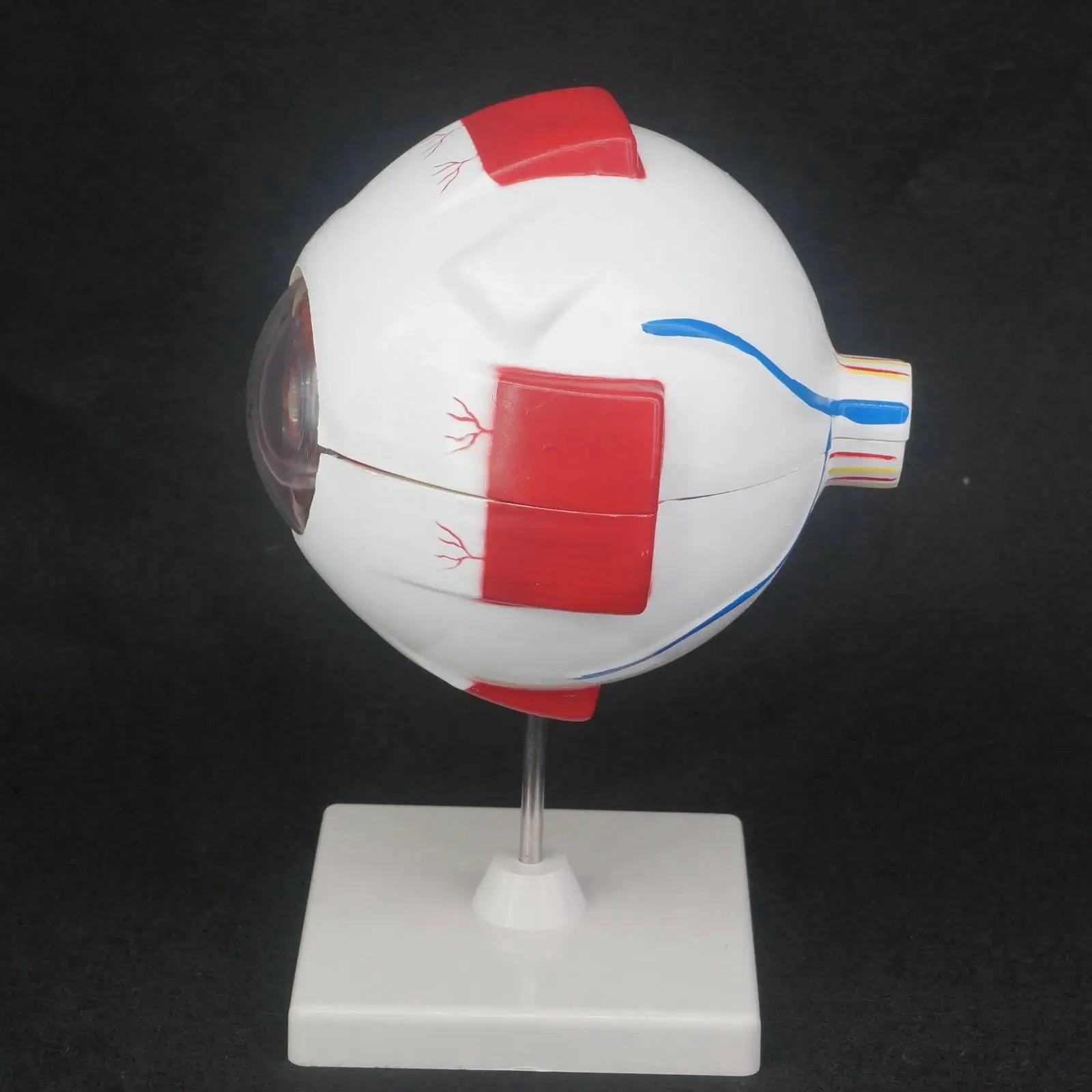 Анатомическая модель медицинский набор в натуральную величину 6 шт.