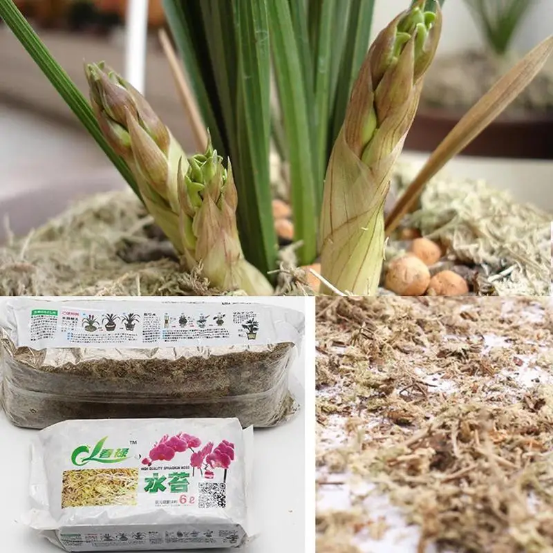 Органическое удобрение Sphagnum Moss Musgo Phalaenopsis 12 л поставки для орхидеи цветов сада Y1L9