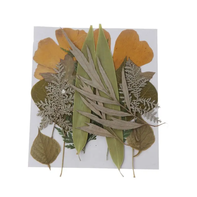 

16Pcs Mix Pressed Leaves Plant Specimen Collection Resin Fillings Epoxy Resin Jewelry Making DIY Scrapbooking Art Craft