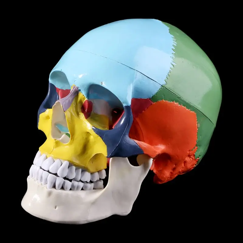 

Life Size Colorful Human Skull Model Anatomical Anatomy Medical Teaching Skeleton Head Studying Teaching Supplies