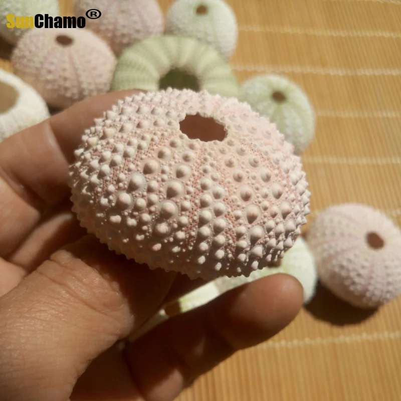 3 шт. ракушки для морского ворса 3-5 см | Дом и сад