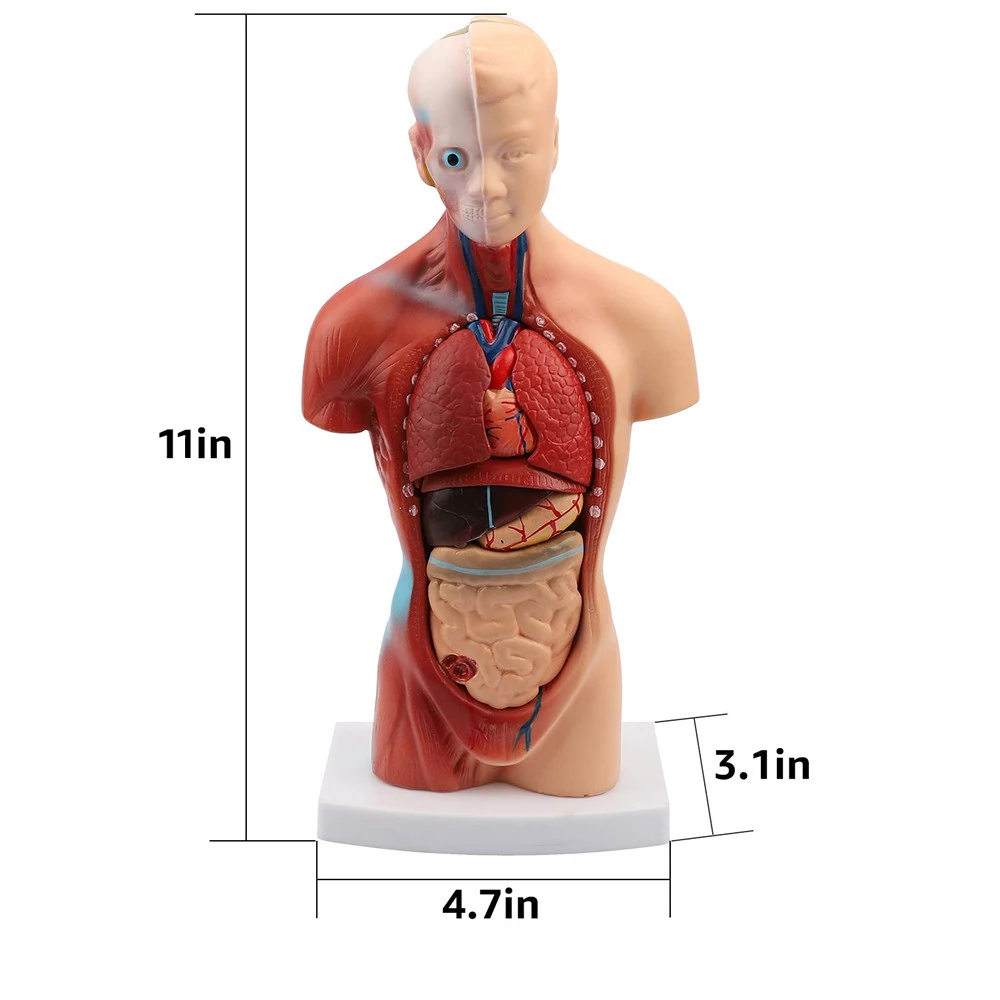 

28cm Human Torso Body Model Anatomy Anatomical Medical Internal Organs Viscera Heart Brain Skeleton Biology Teach Teaching Model
