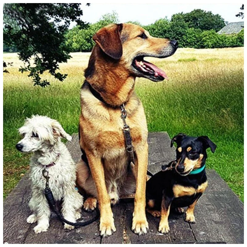 

Yumeart Diamond Art Pictures"Pug Dog"5D DIY Diamond Painting Cross Stitch Full Square Drill 3D Diamond Painting kit Wall Sticker