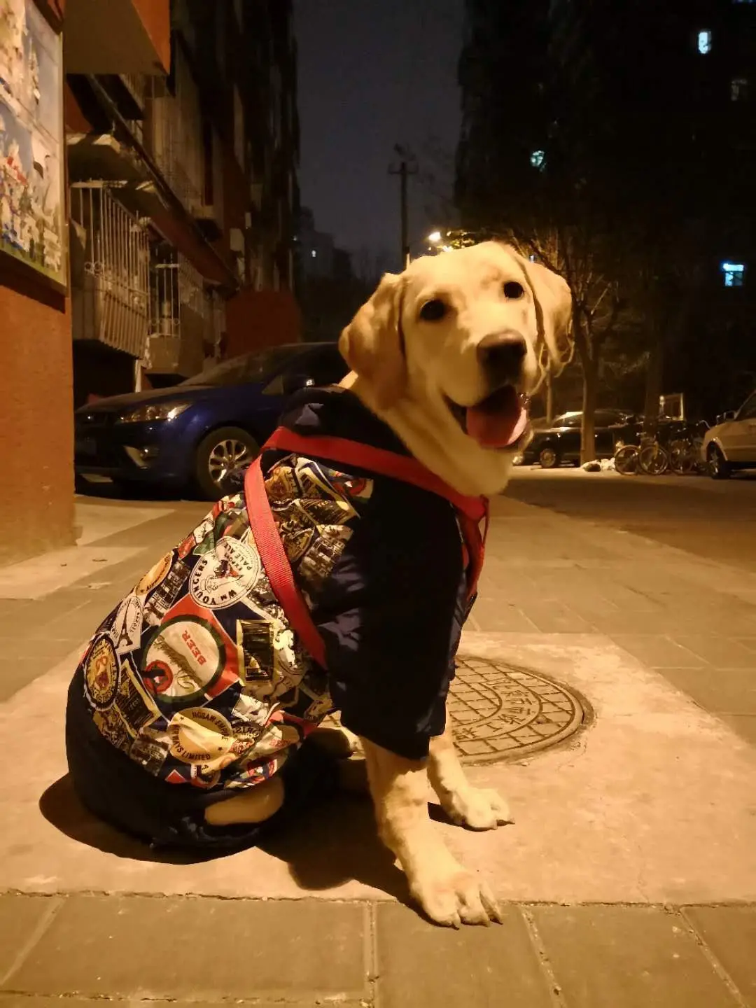 

CX Dog Clothes Golden Retriever Four Feet Medium-Sized Dog Large Dog Thick Warm Winter Winter Wear