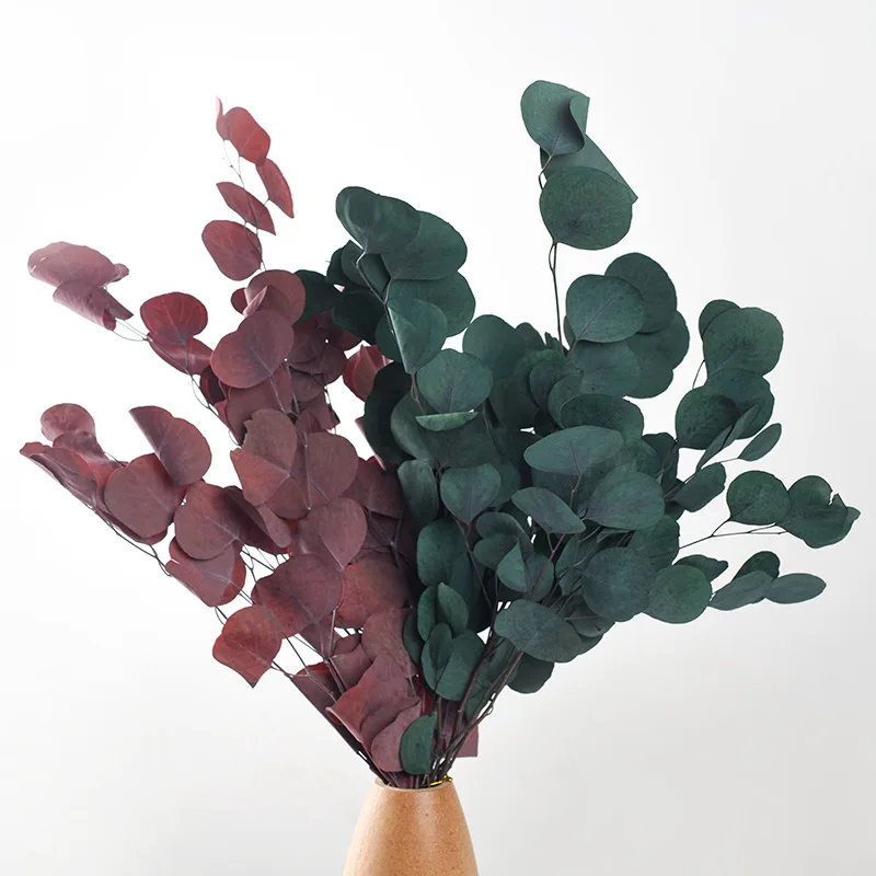 25/50 г натуральный сохраненный эвкалипт вечный дисплей сухой цветок яблоко