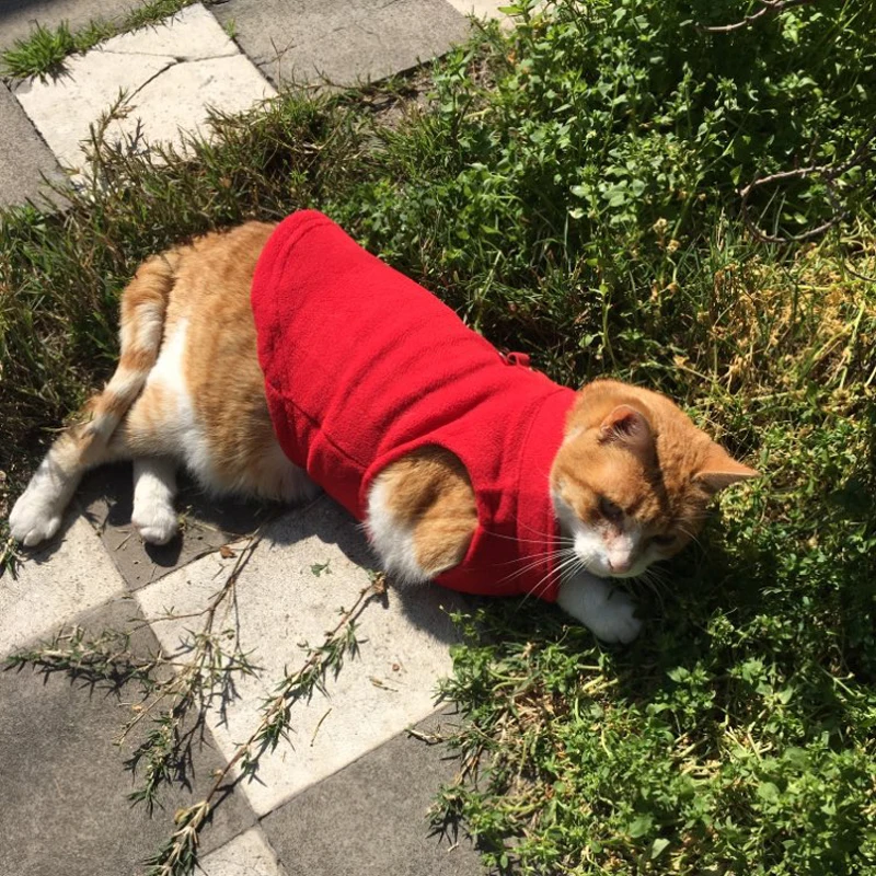 Сфинкс кошек жилетка поводок зимний пустой флисовые куртки для собак кольцо