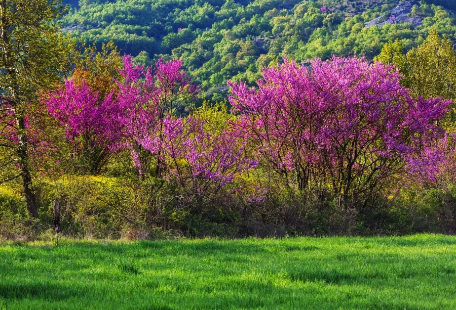 Зеленый фон Laeacco для фотографии травы, цветов и парковых пейзажей, естественный фон для фотосессий в студии.