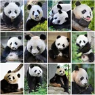 Алмазная 5D картина сделай сам, панда, полная круглая Алмазная вышивка с животными, наборы для вышивки крестиком, мозаика, настенное искусство, домашний декор