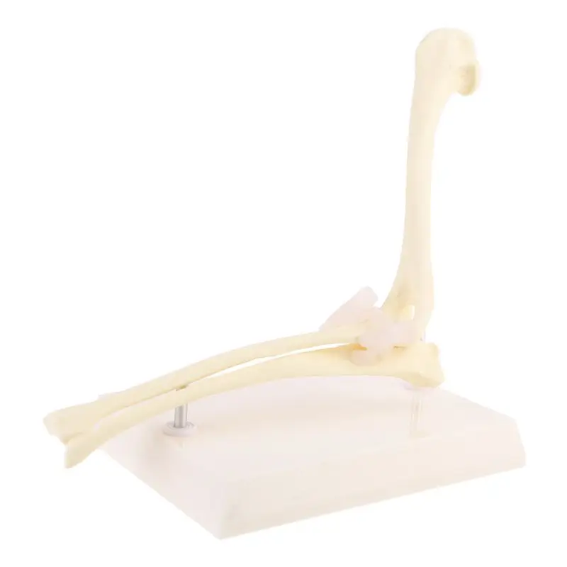 

Игрушечная собака локтевого сустава модель ветеринарный преподавания научно-исследовательских животных Дисплей подарки