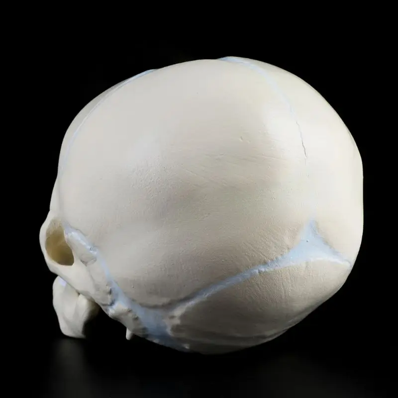 

1: 1 Human Fetal Baby Infant Medical Skull Anatomical Skeleton Model Teaching Supplies for Medical Science Y51A
